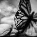 Migrating Monarch in Mono by mzzhope