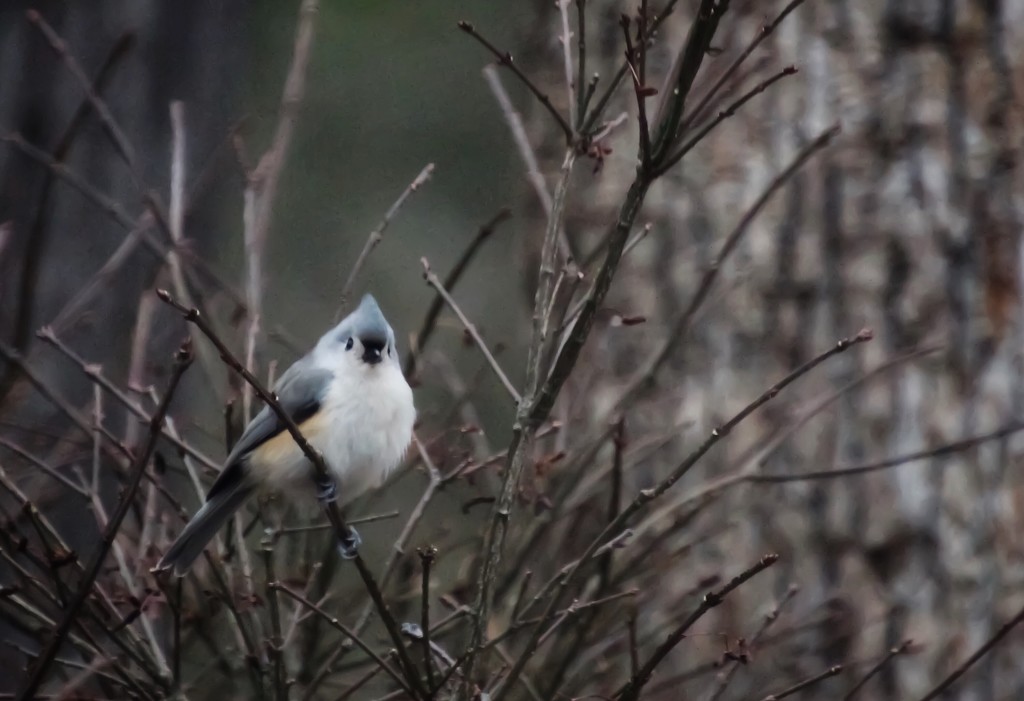 Tufted Titmouse  by mzzhope