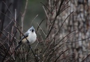 13th Jan 2020 - Tufted Titmouse 