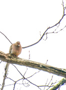 13th Jan 2020 - High Key Mourning Dove 