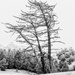 Lonesome Pine by yorkshirekiwi