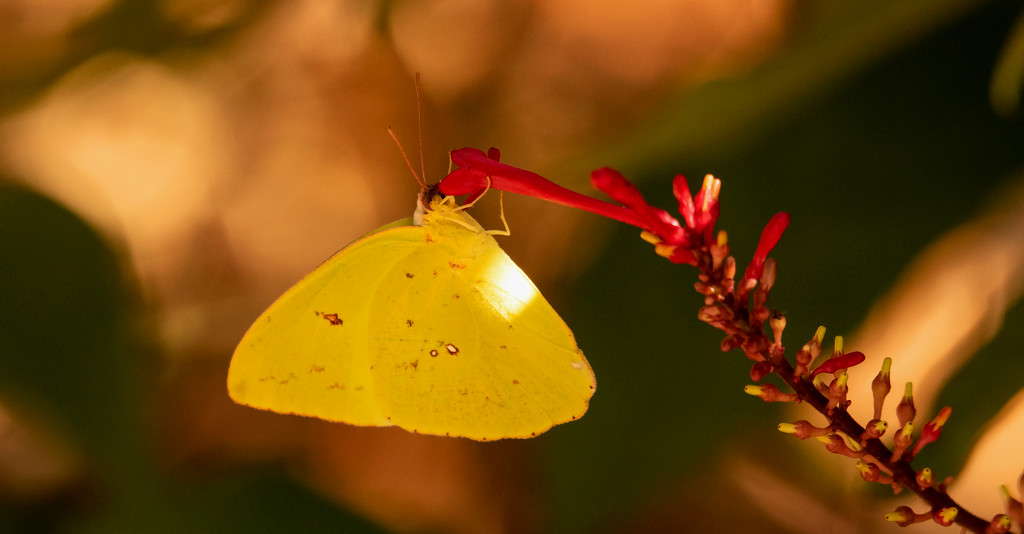 Sulfur Butterfly Out Enjoying the Warm Temps! by rickster549