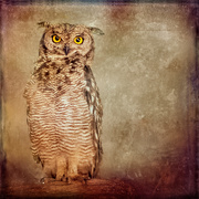 14th Jan 2020 - Spotted Eagle Owl