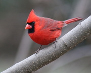 17th Dec 2019 - Northern Cardinal