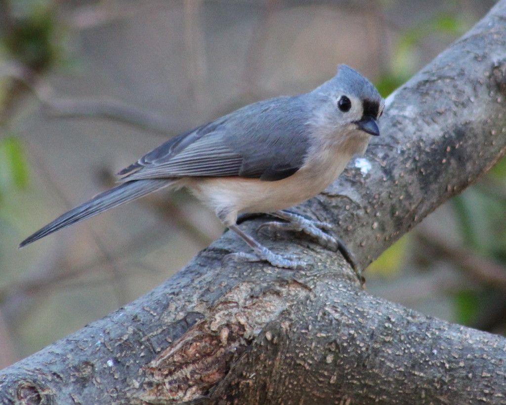Friendly Tufted Titmouse by cjwhite