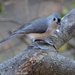 Friendly Tufted Titmouse by cjwhite