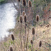 Wild Teasel by pcoulson