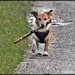 Small dog big stick by rosiekind