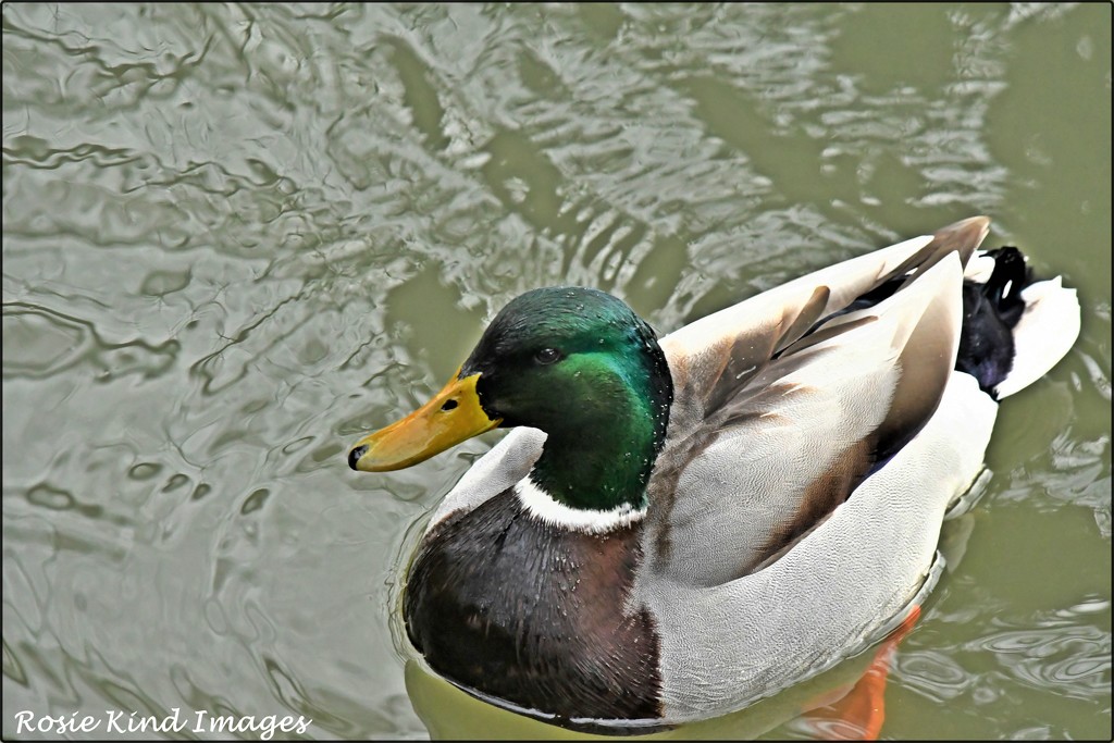 Hello Ducky by rosiekind