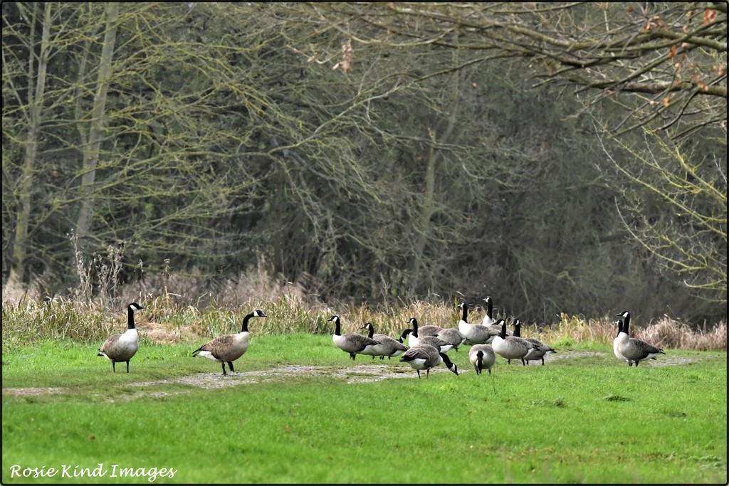 A gaggle of geese by rosiekind