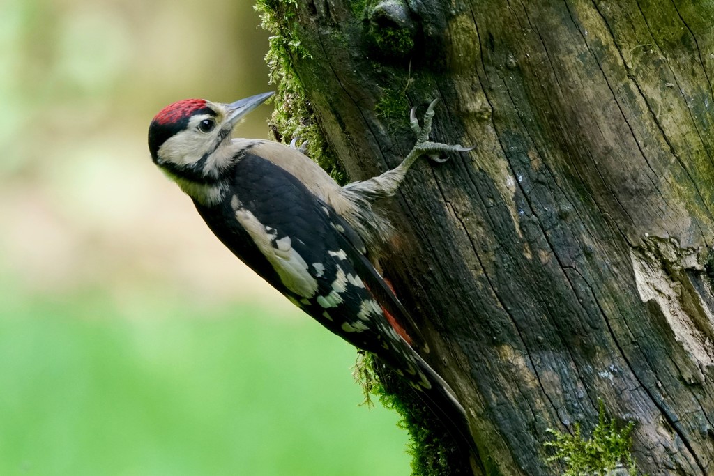 JUVENILE GREAT SPOTTED WOODPECKER by markp