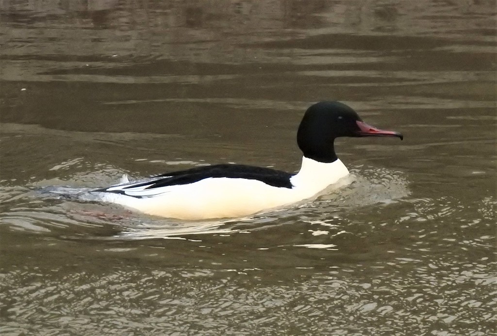 Goosander (male) on the River Idle  by susiemc