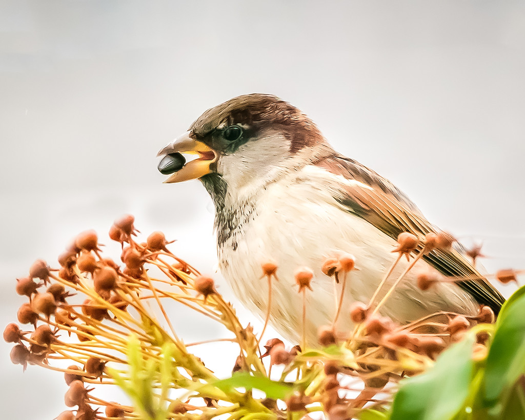 sparrow with seed by jernst1779