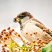 sparrow with seed by jernst1779