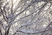 13th Jan 2020 - Sunlight through the snowy trees