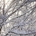 Sunlight through the snowy trees by kiwichick