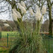 Pampas Grass by pcoulson