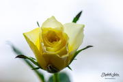 14th Jan 2020 - Yellow rose