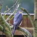 Sparrow-hawk in the Rain by carole_sandford