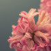 Pink hyacinths by rumpelstiltskin