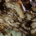 Ooey gooey cinnamon swirl cakey bread by cristinaledesma33