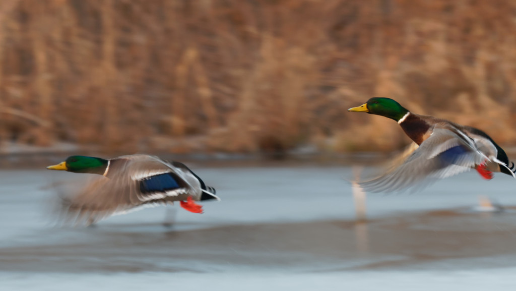 mallards in flight by rminer