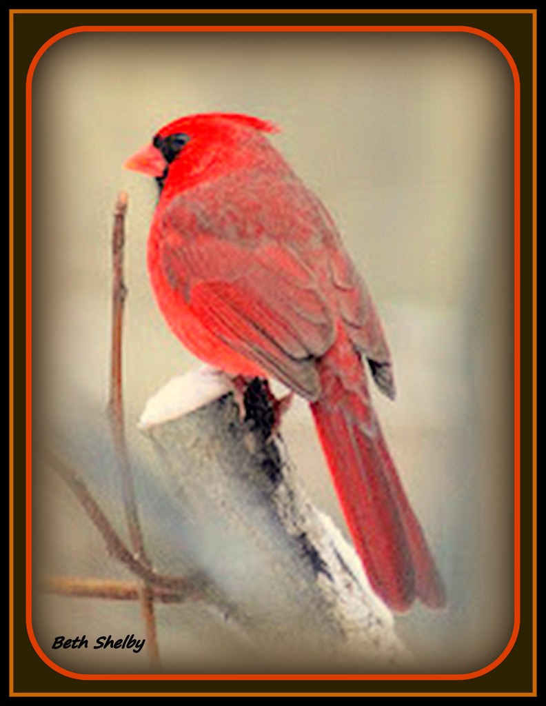 Male Cardinal by vernabeth