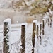 Fence  by lynnz