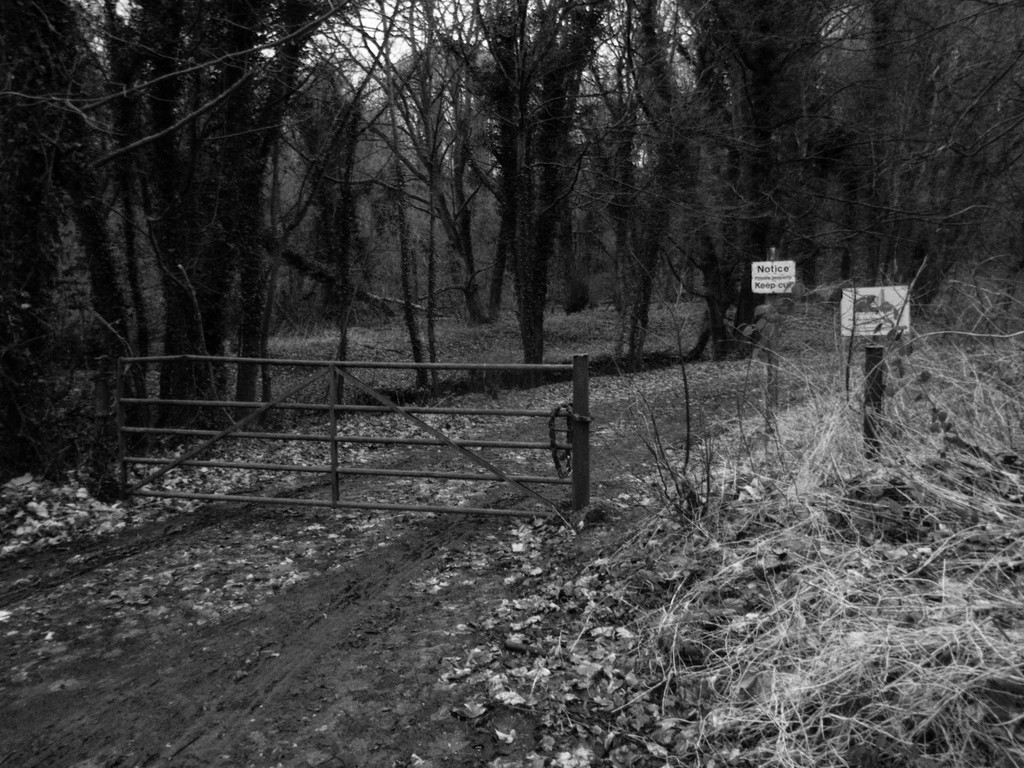 Gate in woods by allsop