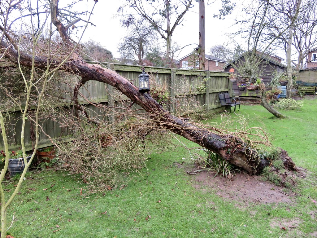 Victim of storm Brendan by lellie