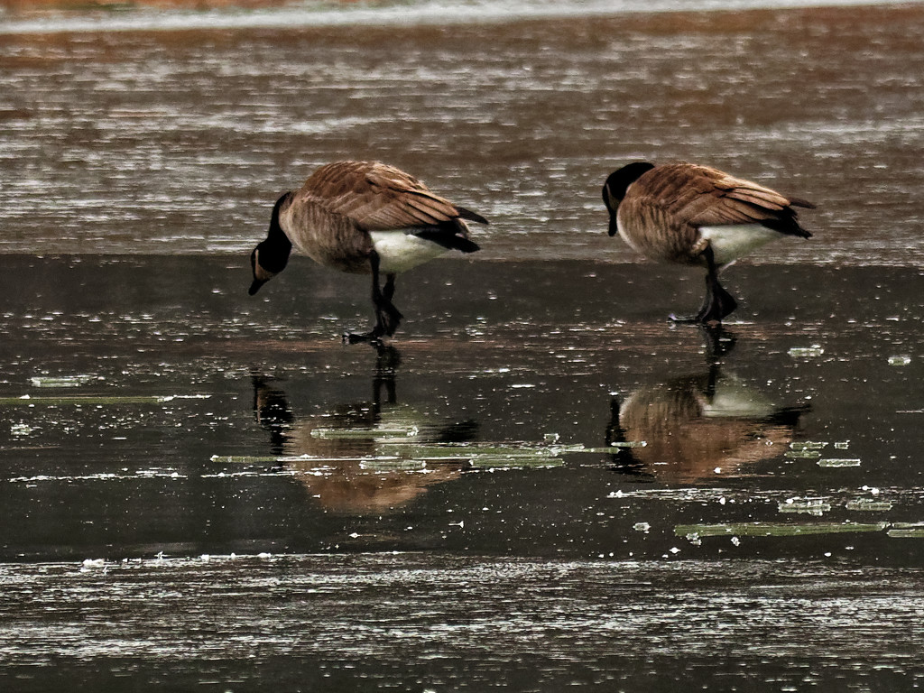 geese on ice by rminer