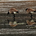 geese on ice by rminer