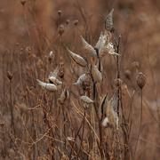 15th Jan 2020 - milkweed