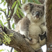 under pressure by koalagardens
