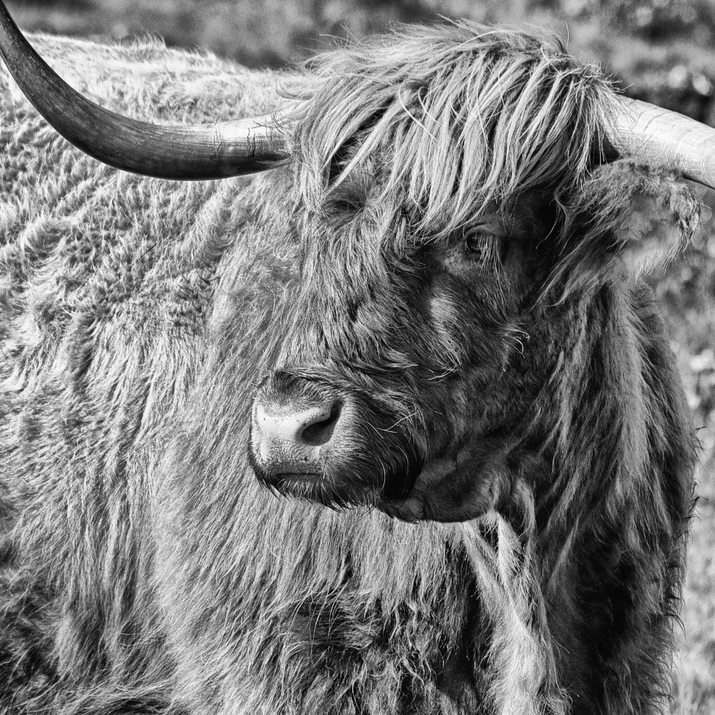 Highland Cattle by seanoneill