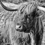 15th Jan 2020 - Highland Cattle