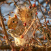 squirrel enjoying the berries by jernst1779