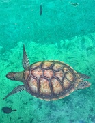16th Jan 2020 - Sea turtle. 