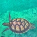 Sea turtle.  by cocobella