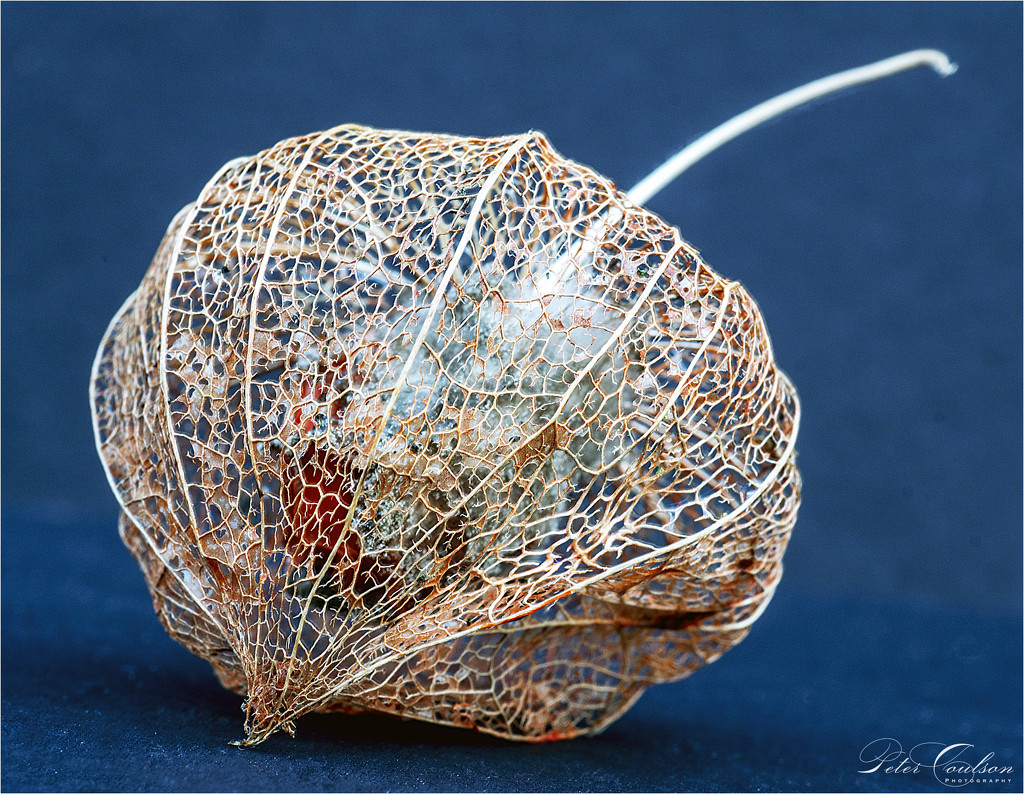 Seed Pod by pcoulson