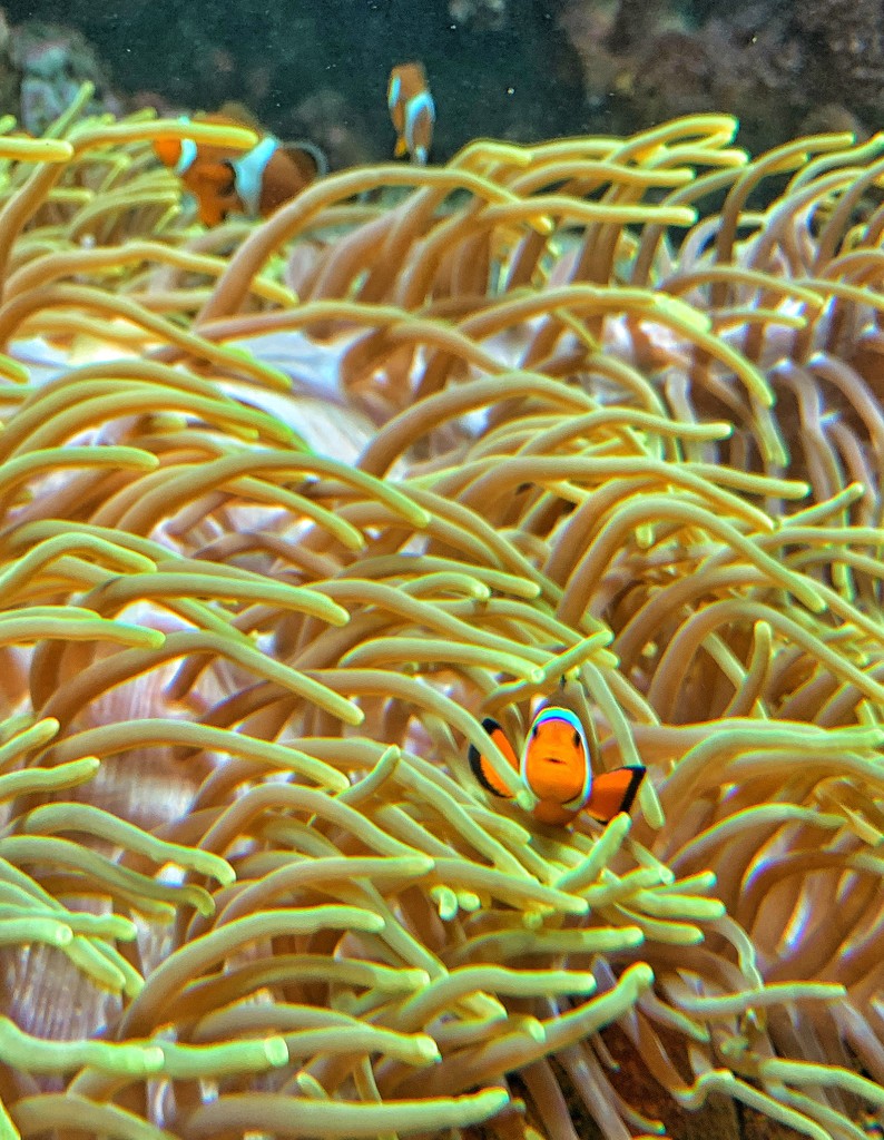 Hello from Nemo. by cocobella