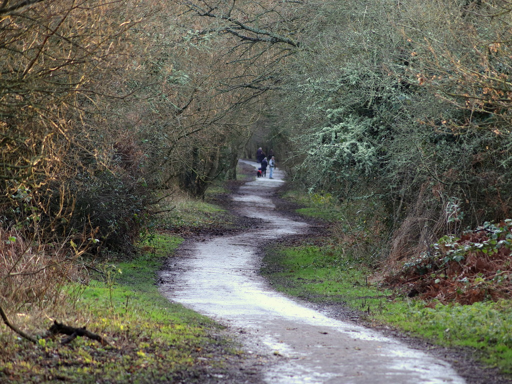 2020 01 15 Afternoon walk. by gaf005