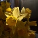 Backlit by daffodill