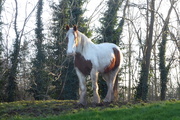 10th Jan 2020 - A horse, of course!