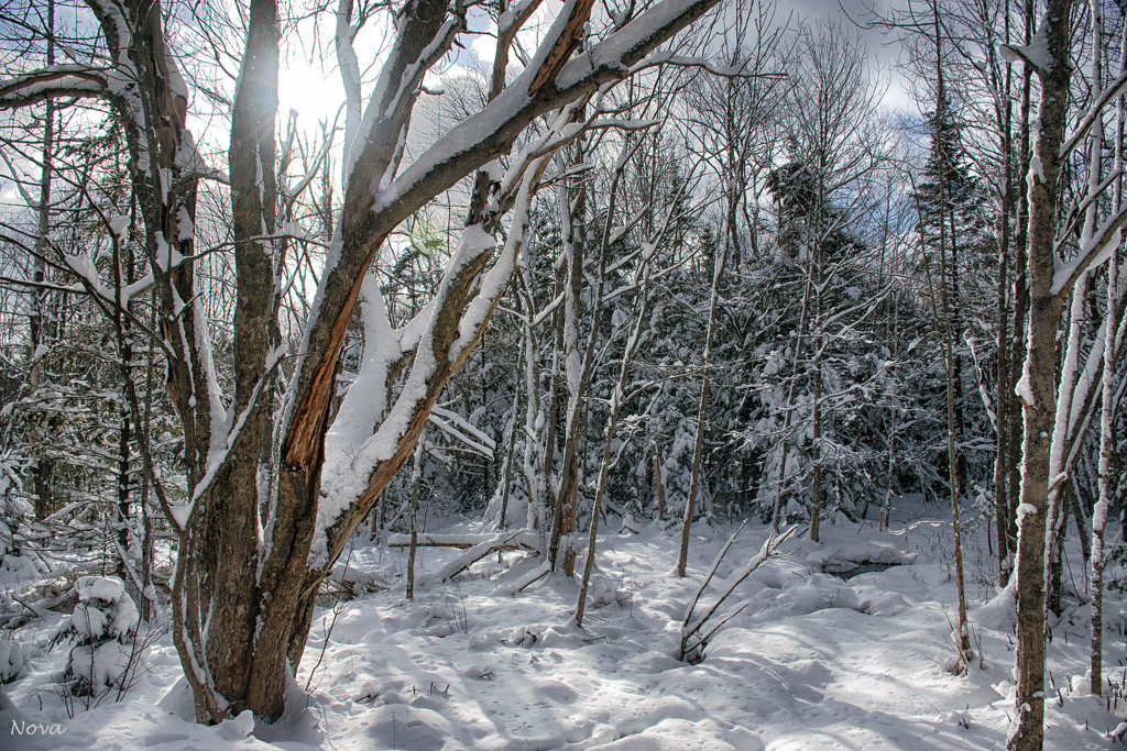 Winter in Nova Scotia by novab