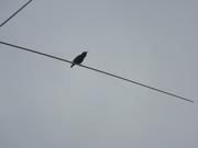 15th Jan 2020 - Grackle on Wire
