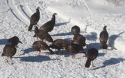 15th Jan 2020 - Flock Of Wild Turkeys