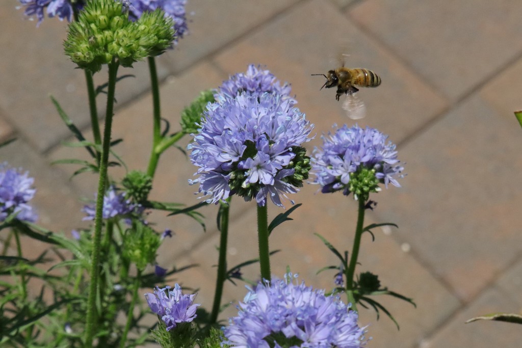 Buzzy Bee by sandradavies