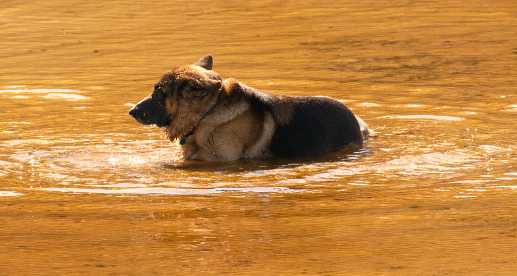 Mr Shepherd Enjoying the Cool River! by rickster549
