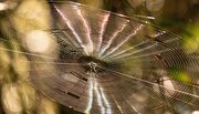 15th Jan 2020 - Spiderweb Bouncing in the Wind!